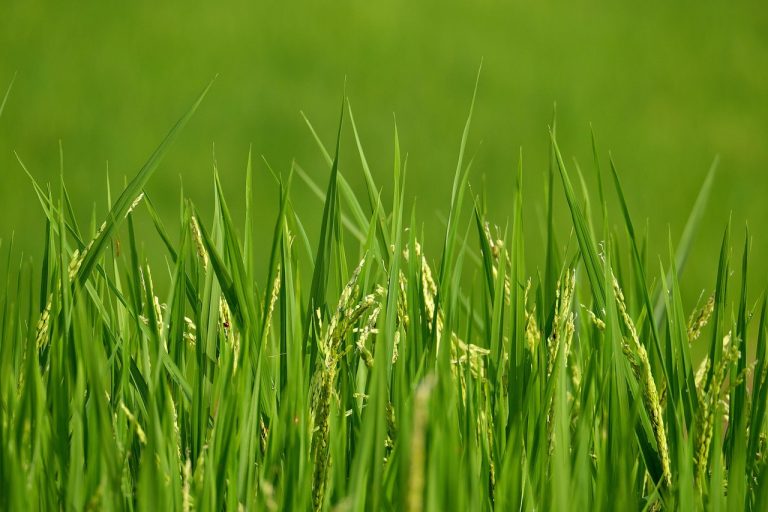 cum se face orezul cu legume