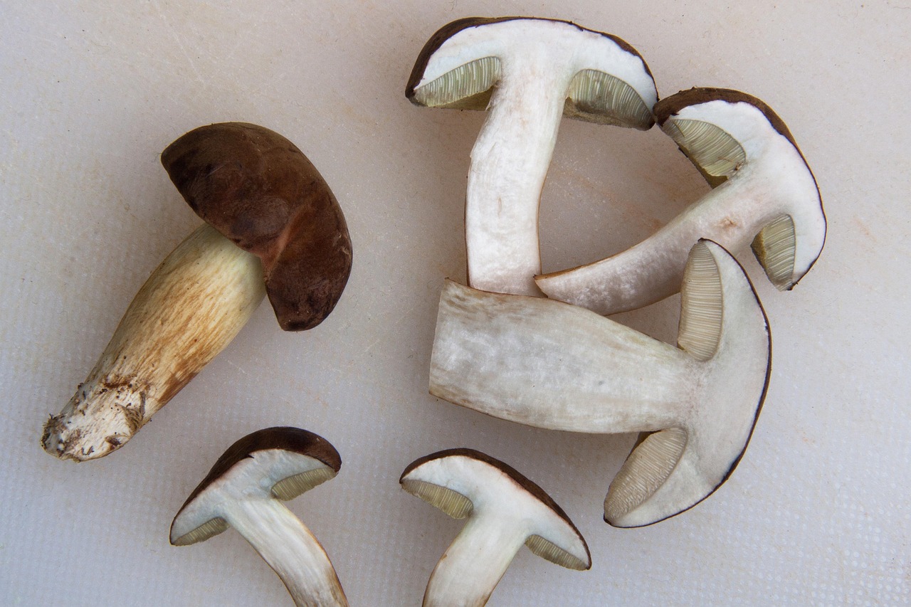 cum se face tocanita de ciuperci