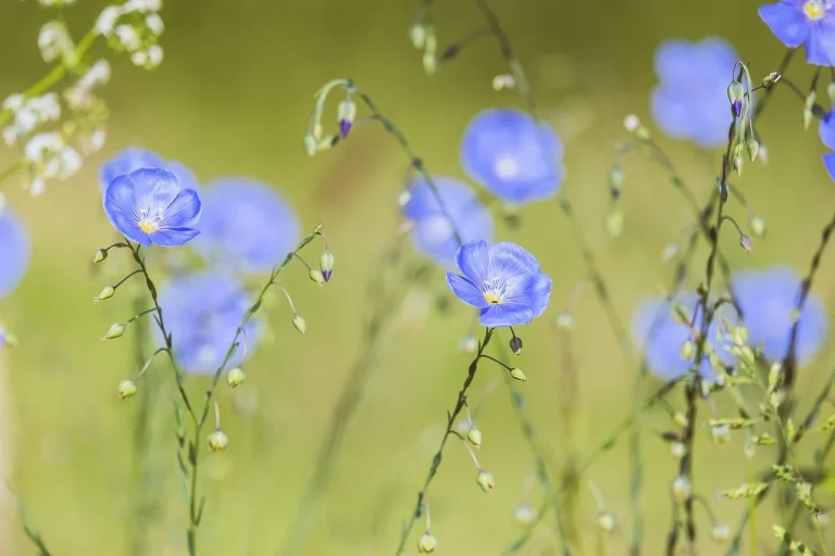duminica floriilor traditii